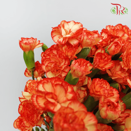 Carnation Spray - Carimbo (19-20 Stems)-Orange-Vietnam-prflorist.com.my