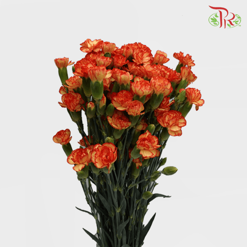 Carnation Spray - Carimbo (19-20 Stems)-Orange-Vietnam-prflorist.com.my