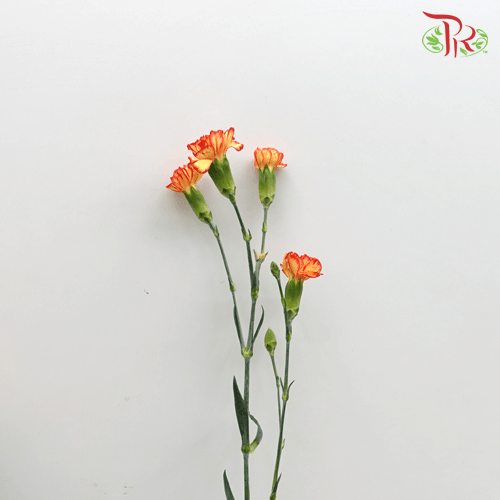 Carnation Spray - Carimbo (19-20 Stems)-Orange-Vietnam-prflorist.com.my