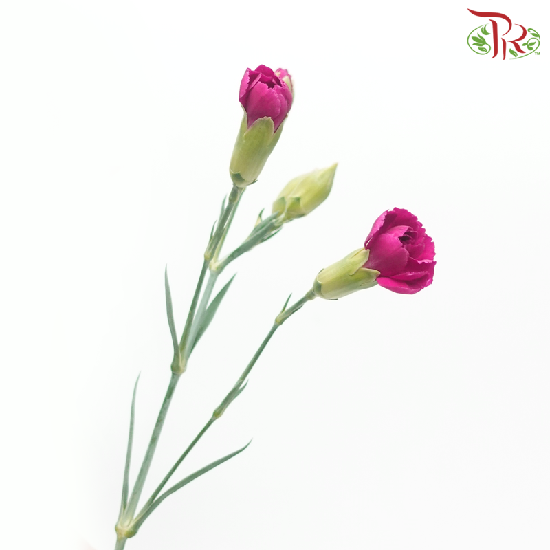 Carnation Spray - Carmine Purple (Per Bunch)-Purple-China-prflorist.com.my