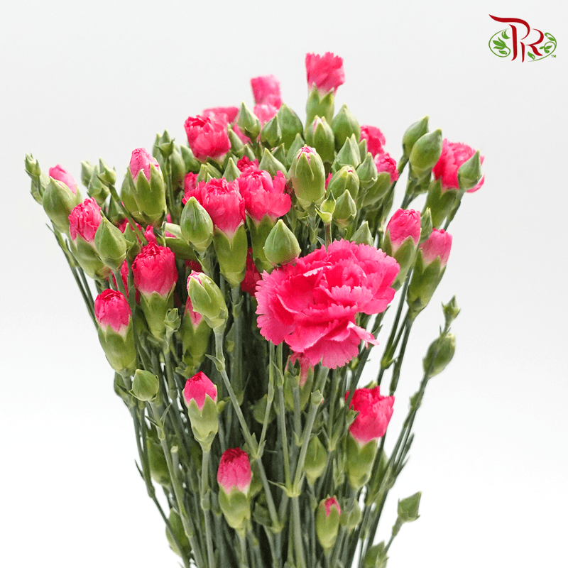 Carnation Spray - Cerise Amelie (19-20 Stems)-Vietnam-prflorist.com.my