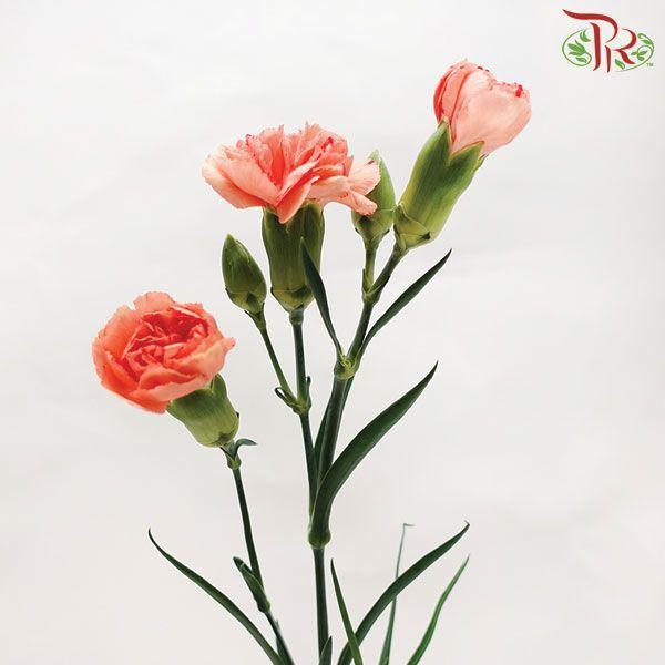Carnation Spray - Champagne (19-20 Stems)-Champagne-China-prflorist.com.my