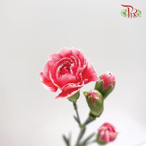 Carnation Spray - Cosmo Cherry (19-20 Stems)-Pink-Vietnam-prflorist.com.my