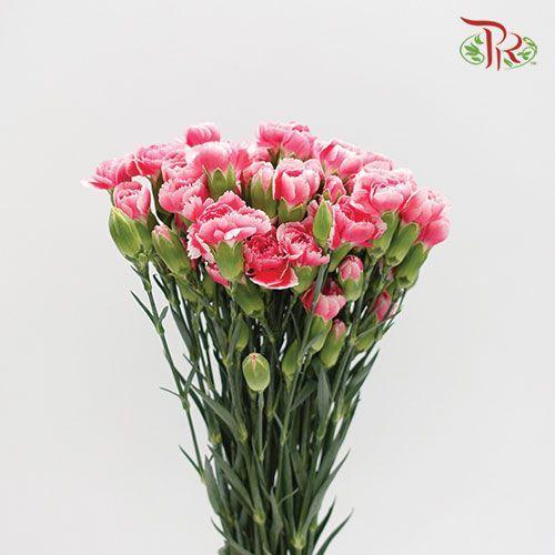 Carnation Spray - Cosmo Cherry (19-20 Stems)-Pink-Vietnam-prflorist.com.my