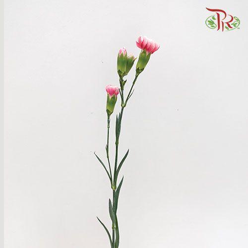 Carnation Spray - Cosmo Cherry (19-20 Stems)-Pink-Vietnam-prflorist.com.my