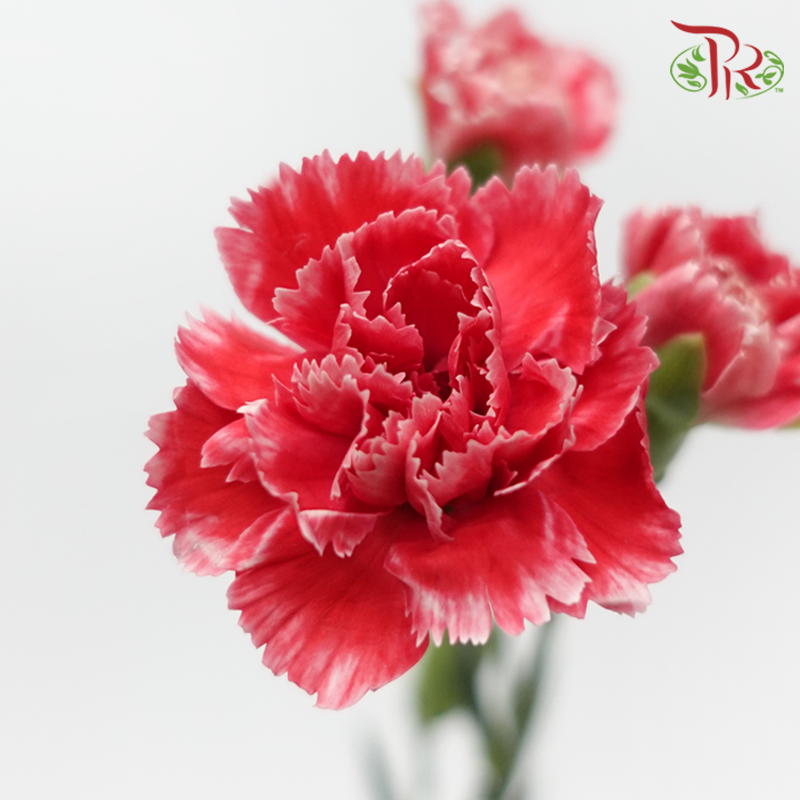 Carnation Spray - Cosmo Red (19-20 Stems)-Red-Vietnam-prflorist.com.my