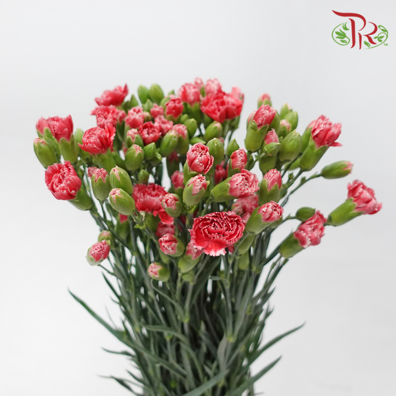 Carnation Spray - Cosmo Red (19-20 Stems)-Red-Vietnam-prflorist.com.my