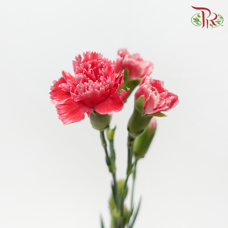 Carnation Spray - Cosmo Red (19-20 Stems)-Red-Vietnam-prflorist.com.my