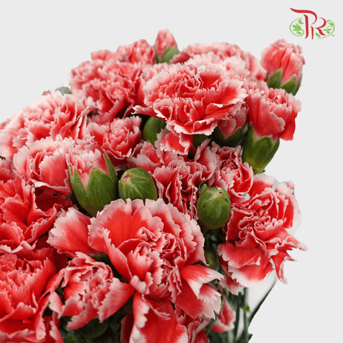Carnation Spray - Cosmo Red (19-20 Stems)-Red-Vietnam-prflorist.com.my