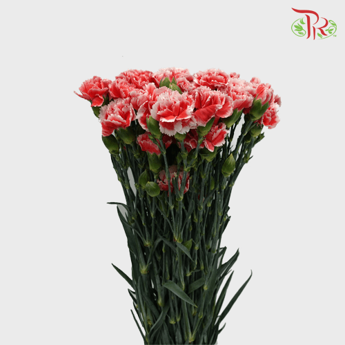 Carnation Spray 《多头康乃馨》