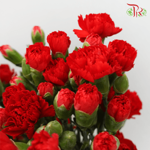Carnation Spray - Dubonet (19-20 Stems)-Red-Vietnam-prflorist.com.my