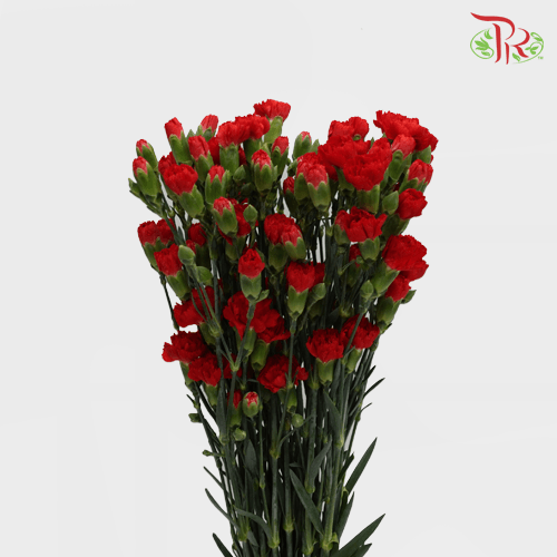 Carnation Spray - Dubonet (19-20 Stems)-Red-Vietnam-prflorist.com.my