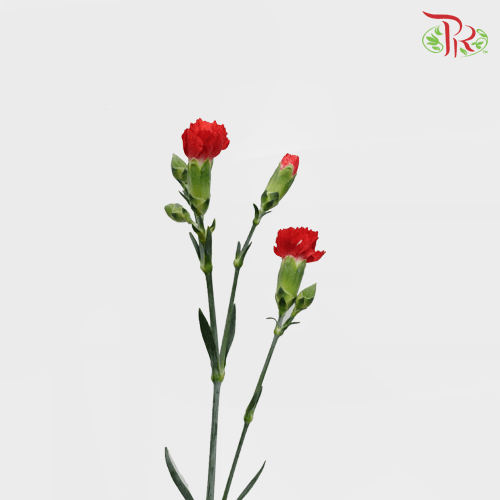 Carnation Spray - Dubonet (19-20 Stems)-Red-Vietnam-prflorist.com.my