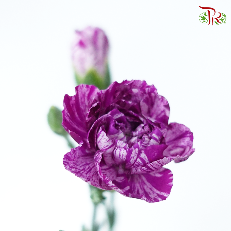 Carnation Spray - Lollipop (19-20 Stems )-Purple-China-prflorist.com.my