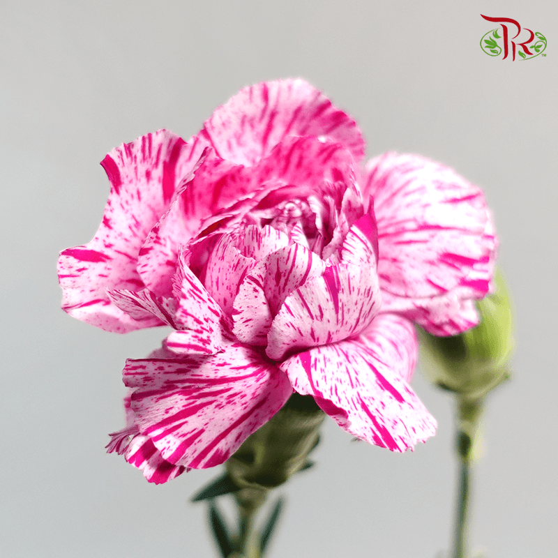 Carnation Spray - Lollipop (19-20 Stems )-Purple-China-prflorist.com.my