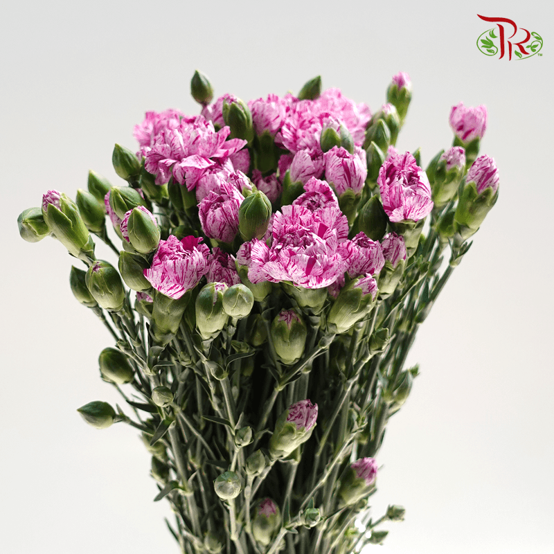 Carnation Spray - Lollipop (19-20 Stems )-Purple-China-prflorist.com.my