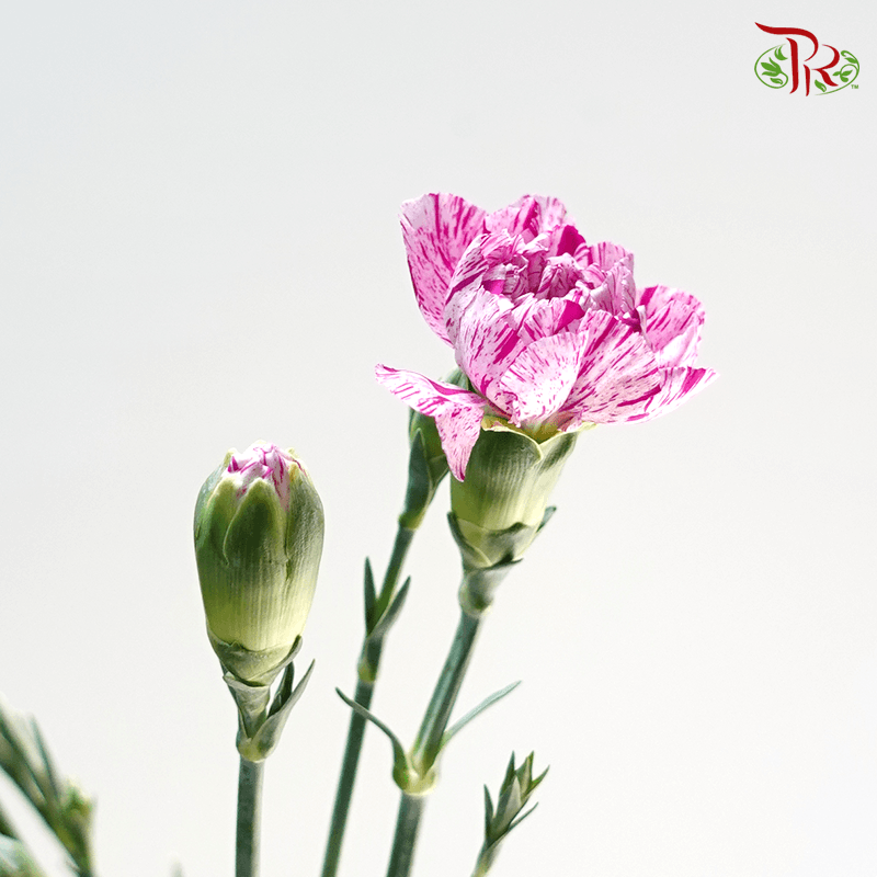 Carnation Spray - Lollipop (19-20 Stems )-Purple-China-prflorist.com.my