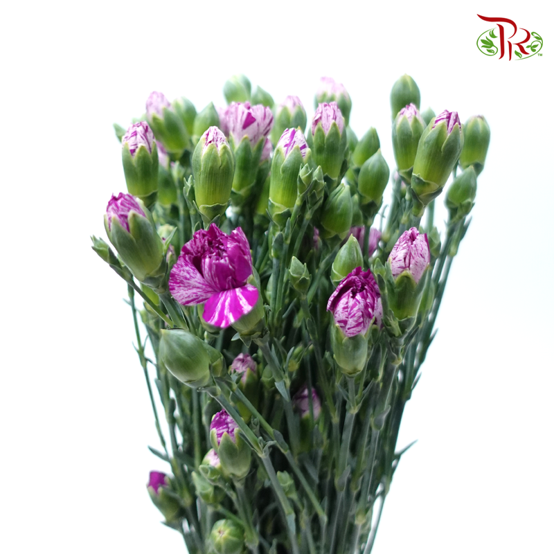 Carnation Spray - Lollipop (19-20 Stems )-Purple-China-prflorist.com.my