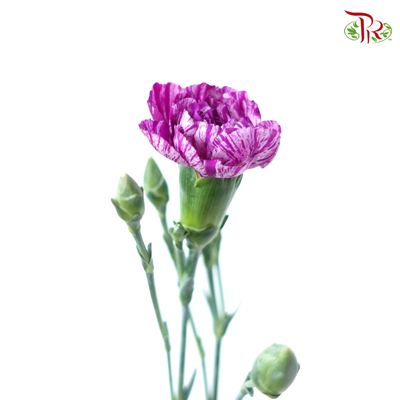 Carnation Spray - Lollipop (19-20 Stems )-Purple-China-prflorist.com.my