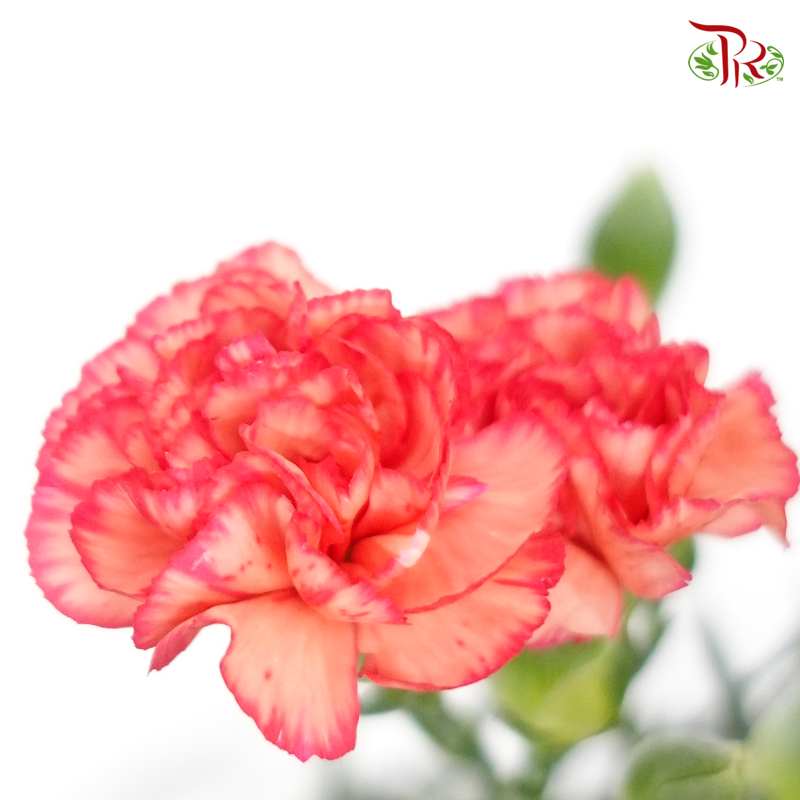 Carnation Spray - Orange With Red Line (19-20 Stems)-Orange-China-prflorist.com.my