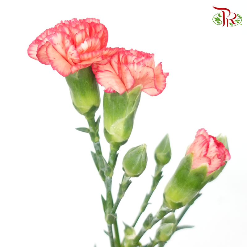 Carnation Spray - Orange With Red Line (19-20 Stems)-Orange-China-prflorist.com.my
