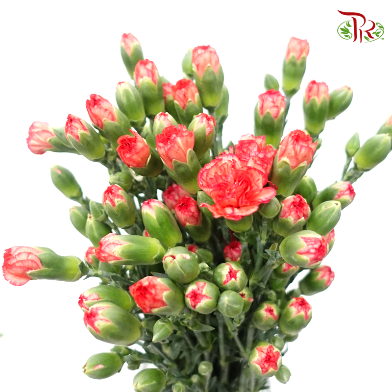 Carnation Spray - Orange With Red Line (19-20 Stems)-Orange-China-prflorist.com.my