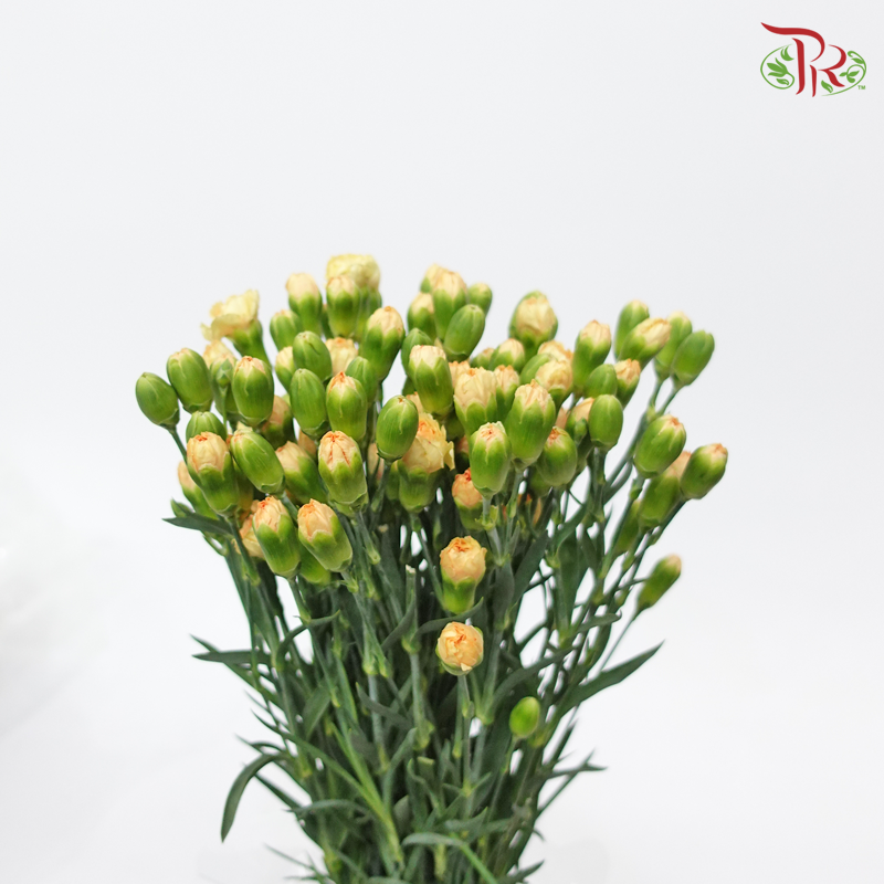 Carnation Spray - Peach (19-20 stems)-Peach-China-prflorist.com.my