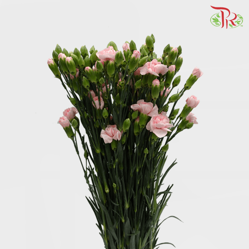 Carnation Spray - Pink (19-20 Stems)-Pink-Malaysia-prflorist.com.my