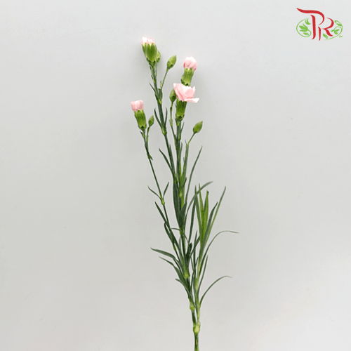 Carnation Spray - Pink (19-20 Stems)-Pink-Malaysia-prflorist.com.my