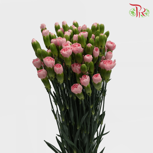 Carnation Spray - Pink Pigeon (19-20 Stems)-Pink-Vietnam-prflorist.com.my