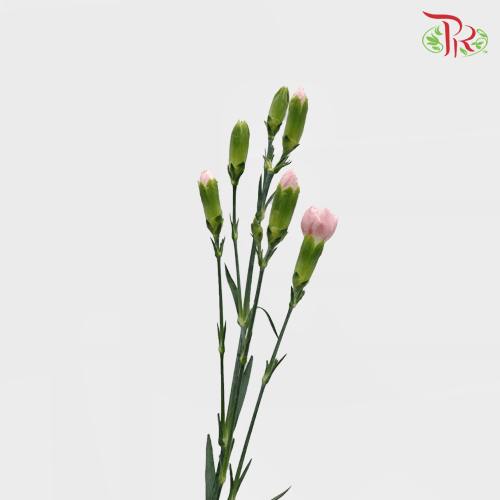 Carnation Spray - Pink Pigeon (19-20 Stems)-Pink-Vietnam-prflorist.com.my