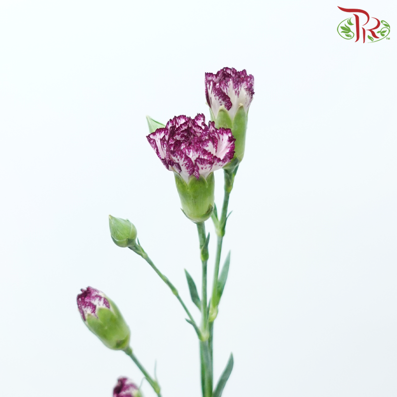 Carnation Spray - Purple Fairy (19-20 Stems)-White With Purple Outline-China-prflorist.com.my