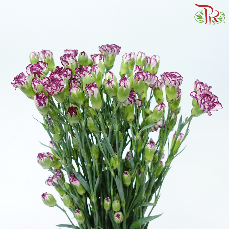 Carnation Spray - Purple Fairy (19-20 Stems)-White With Purple Outline-China-prflorist.com.my