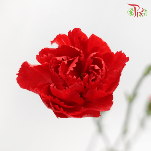 Carnation Spray - Red (19-20 Stems)-Red-China-prflorist.com.my