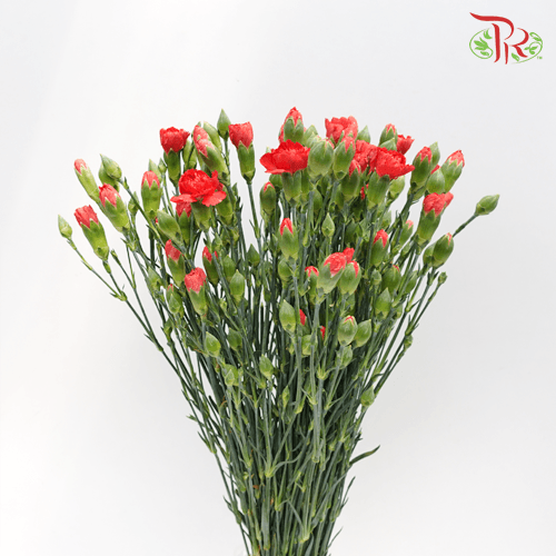 Carnation Spray - Red (19-20 Stems)-Red-China-prflorist.com.my