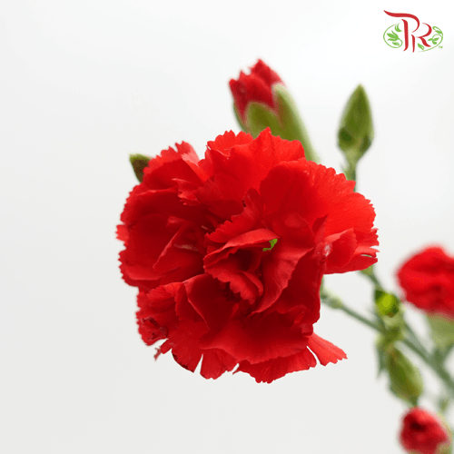 Carnation Spray - Red (20 Stems)-Red-Malaysia-prflorist.com.my