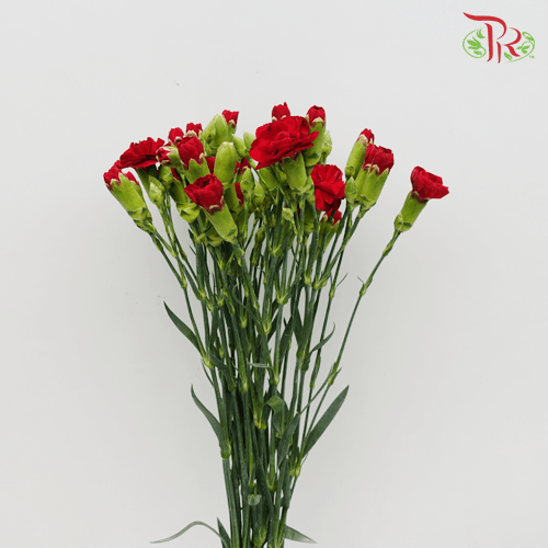 Carnation Spray - Red (20 Stems)-Red-Malaysia-prflorist.com.my