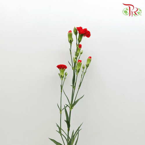 Carnation Spray - Red (20 Stems)-Red-Malaysia-prflorist.com.my