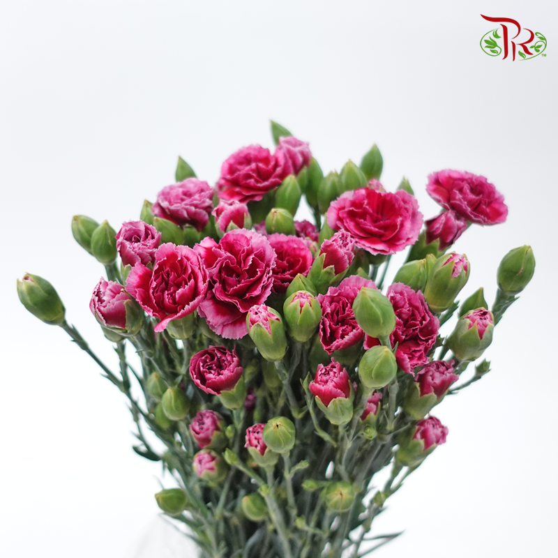 Carnation Spray - Red Violet (19-20 Stems)-Red Violet-China-prflorist.com.my