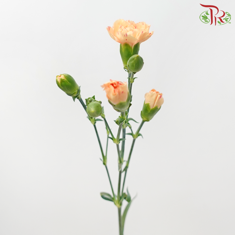 Carnation Spray - Reg Malone (19-20 Stems)-Orange-China-prflorist.com.my