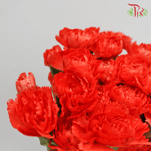 Carnation Spray - Romany Orange (19-20 Stems)-Orange-Vietnam-prflorist.com.my