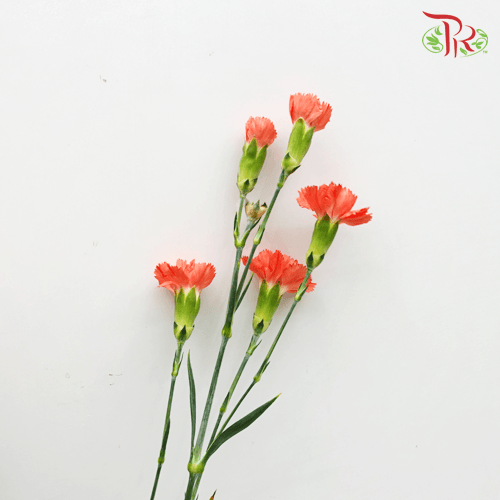 Carnation Spray - Romany Orange (19-20 Stems)-Orange-Vietnam-prflorist.com.my