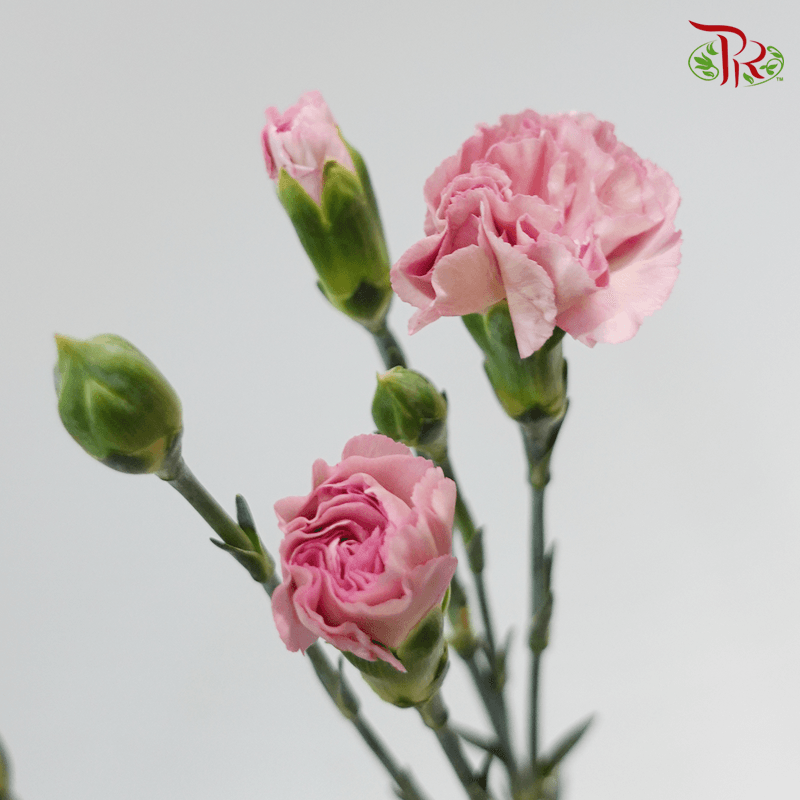 Carnation Spray - Simple Line (19-20stems )-Pink-China-prflorist.com.my
