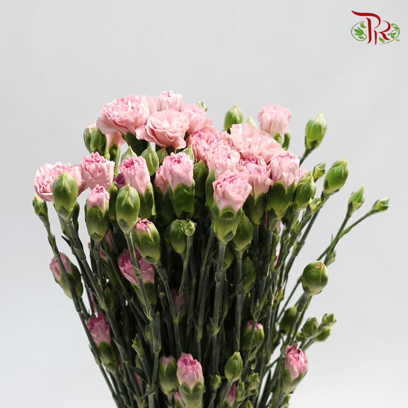 Carnation Spray - Simple Line (19-20stems )-Pink-China-prflorist.com.my
