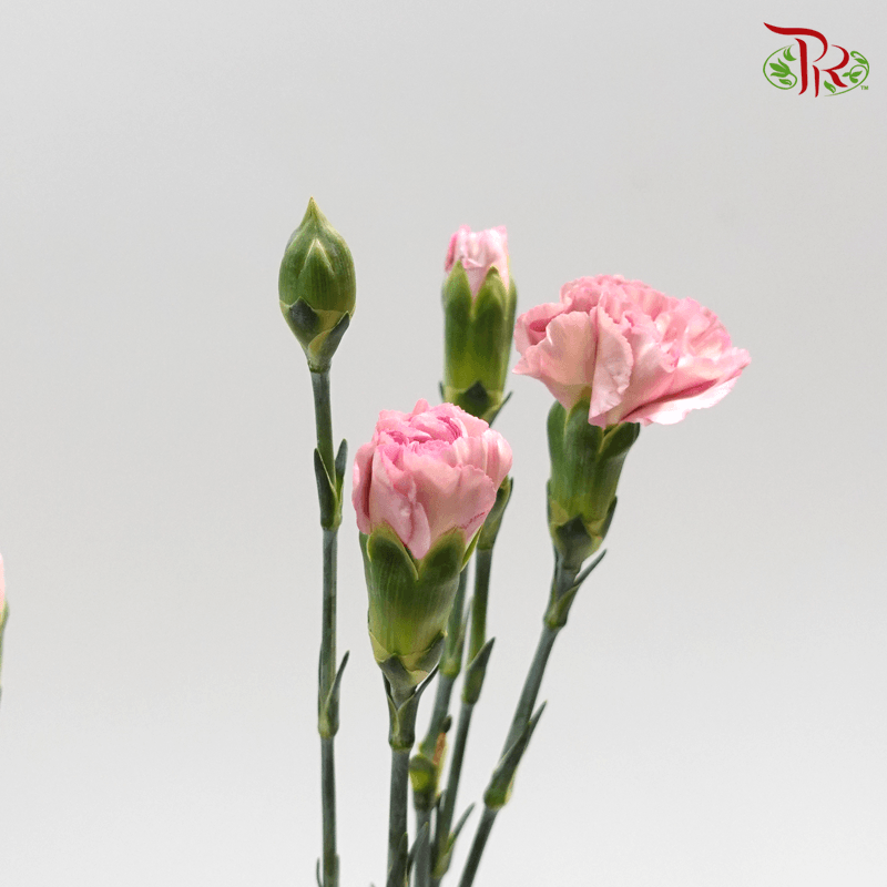 Carnation Spray - Simple Line (19-20stems )-Pink-China-prflorist.com.my