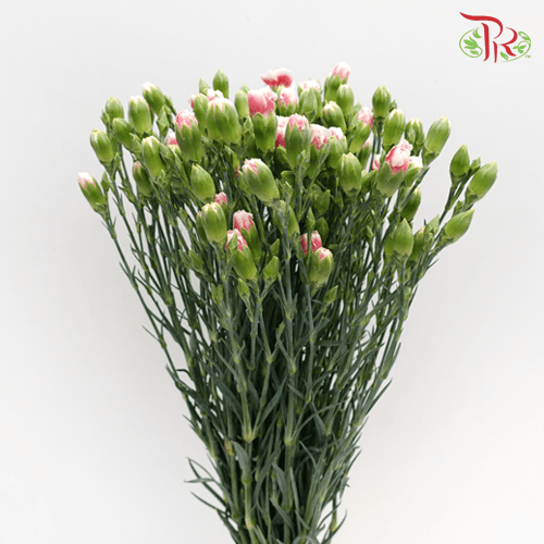 Carnation Spray - Two tone red (19-20 Stems)-Red-China-prflorist.com.my