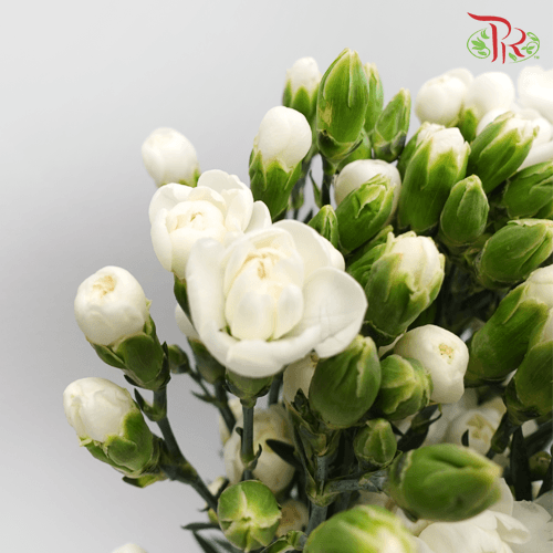 Carnation Spray - Westcrystal (19-20 Stems)-White-Vietnam-prflorist.com.my
