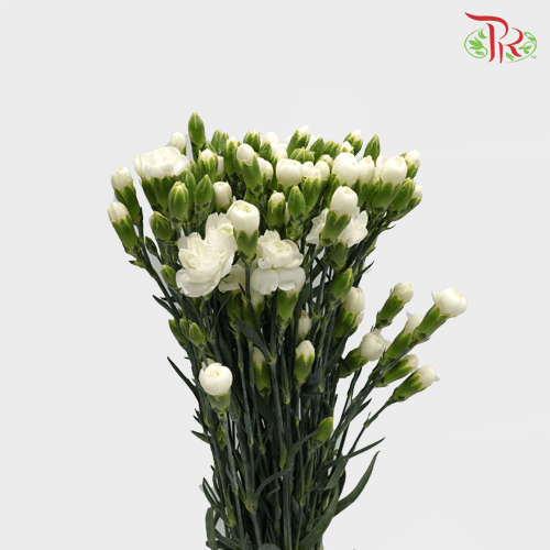 Carnation Spray - Westcrystal (19-20 Stems)-White-Vietnam-prflorist.com.my