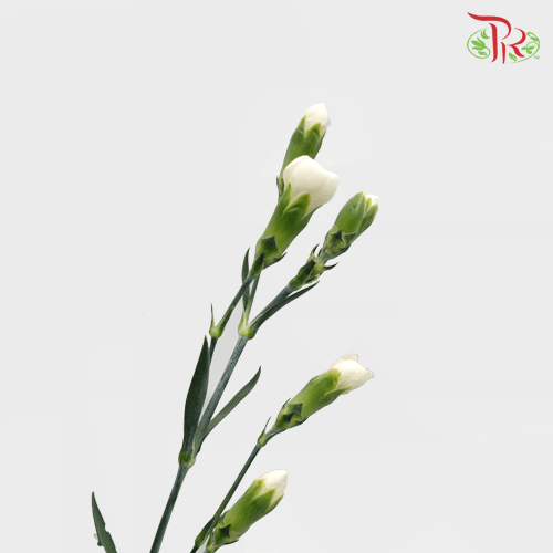 Carnation Spray - Westcrystal (19-20 Stems)-White-Vietnam-prflorist.com.my