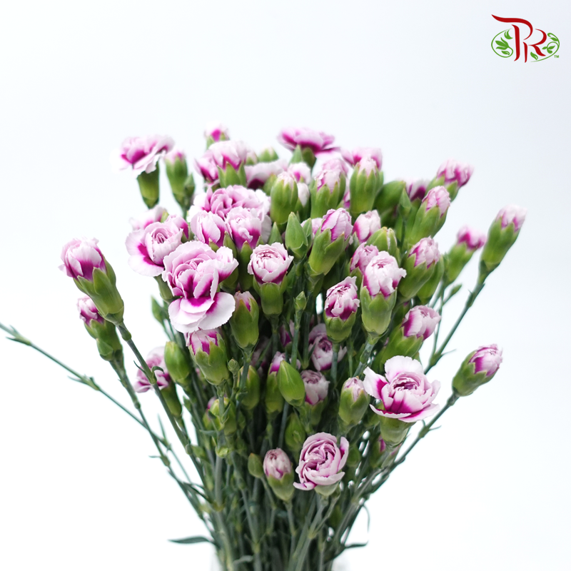 Carnation Spray - White Violet (19-20 Stems)-Violet-China-prflorist.com.my